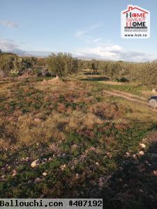 Terrain Agricole Erraja à Vendre à Zaghouan