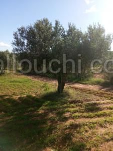 AV terrain 5500m avec oliviers à zaghouan