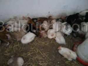 Poules coq de fermier arbi a zaghouen