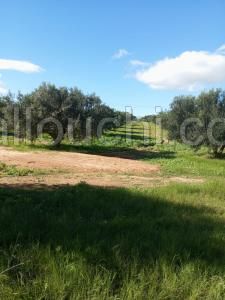 AV terrain 5500m avec oliviers à zaghouan