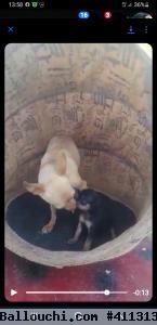 Chien compagnie