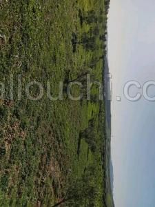 AV terrain 7800m avec oliviers à hammamet sud
