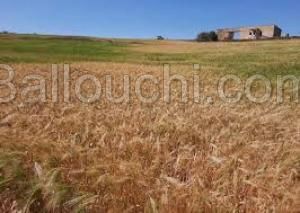 terrain agricole